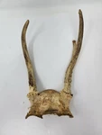 Spike Whitetail Deer Skull Cap 3 Point Antlers Rustic Decor Hunting Theme. Fixed Price $21.24.
